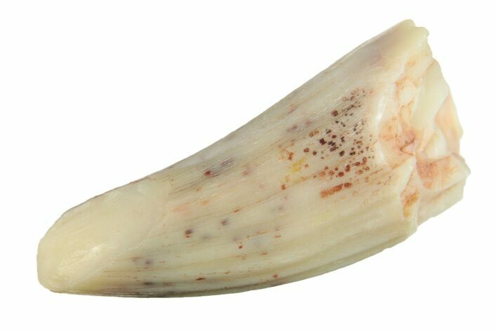 Fossil Amphibian (Apachesaurus) Tooth - Arizona #277126